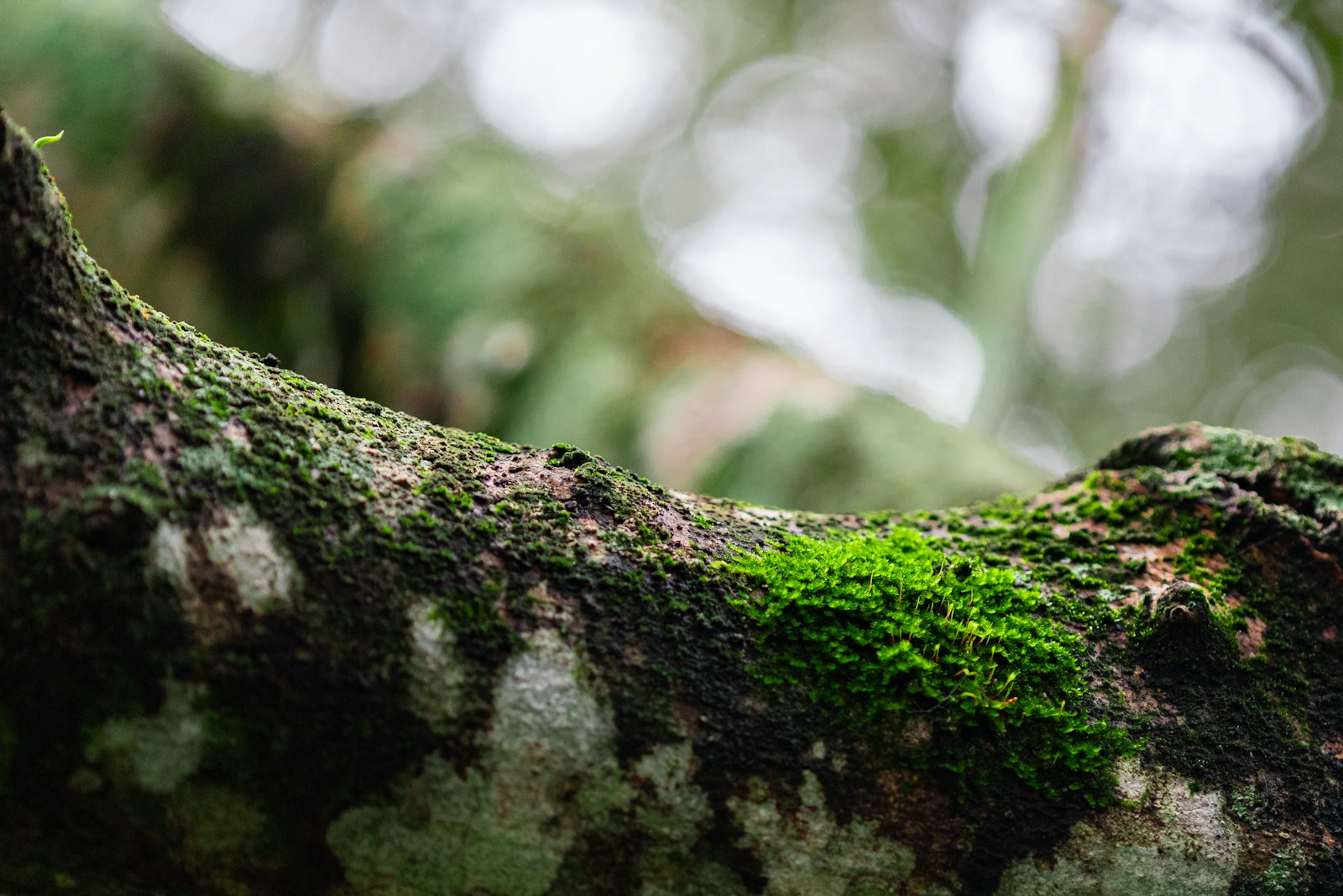 Economic Impact of Endangered Species Conservation